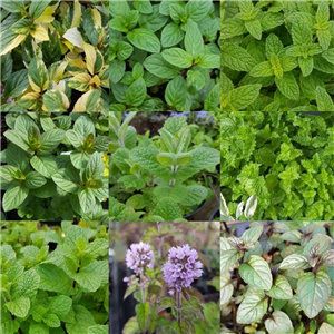 Herb - Mint Collection